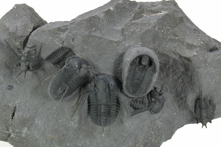 Spiny Cyphaspis Trilobite Cluster - Top Quality Preparation #381607